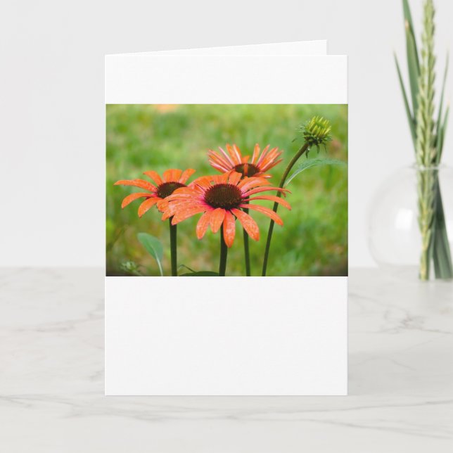 Coneflower, card (Front)