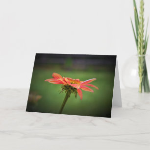 Coneflower, card