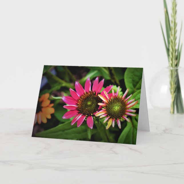 Coneflower, card (Front)