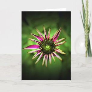 Coneflower, card
