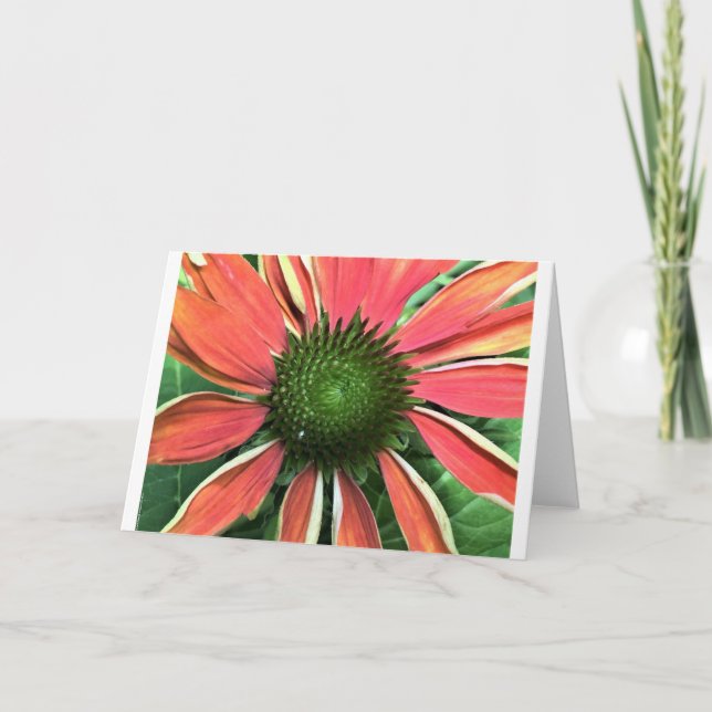 Coneflower, card (Front)