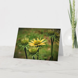 Coneflower, card