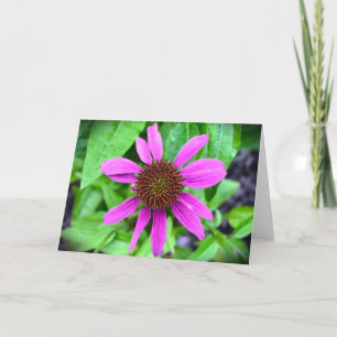Coneflower, card