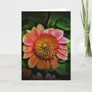 Coneflower, card