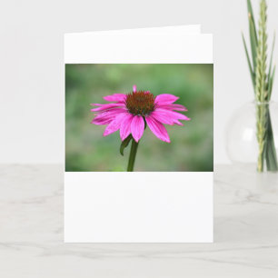 Coneflower, Card