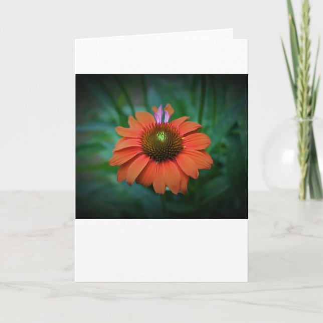 Coneflower, card (Front)