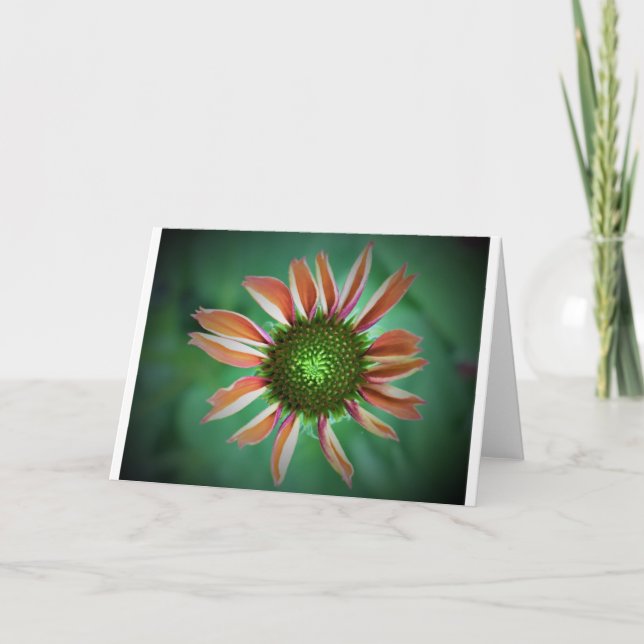 Coneflower, card (Front)