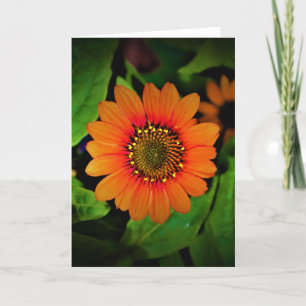 Coneflower, card