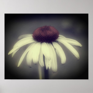 Coneflower Daisy Black And White Partial Colour Poster