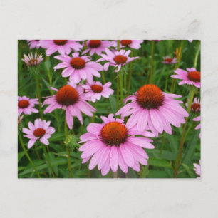 Coneflower fields postcard
