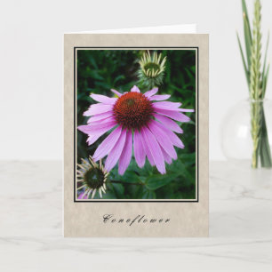 Coneflower - Floral Series Card
