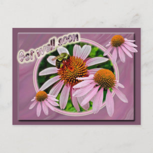 Coneflower Get Well Soon Postcard