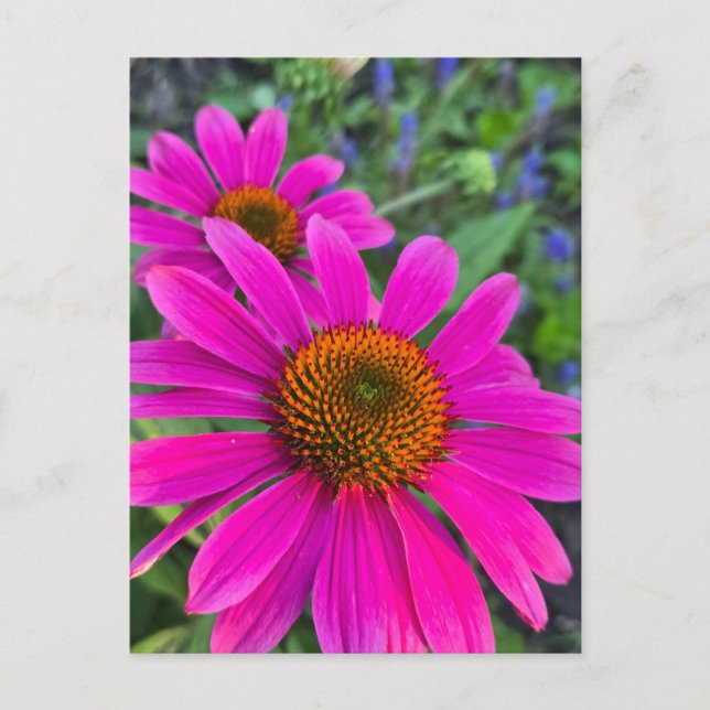 Coneflower Invitation Postcard (Front)