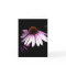 Coneflower Note Card