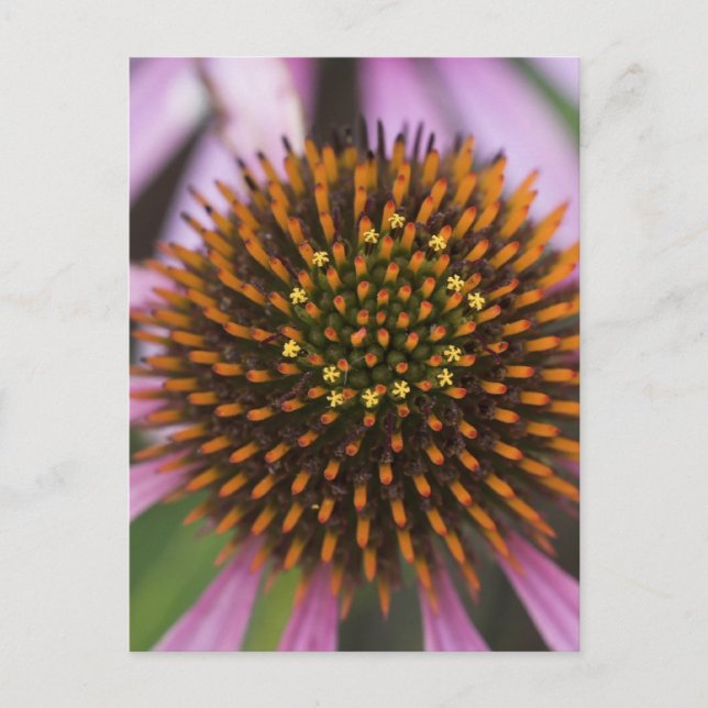 Coneflower Photo Postcards (Front)