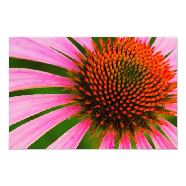 Coneflower Photo Print (Front)