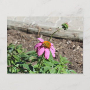 Coneflower Postcard