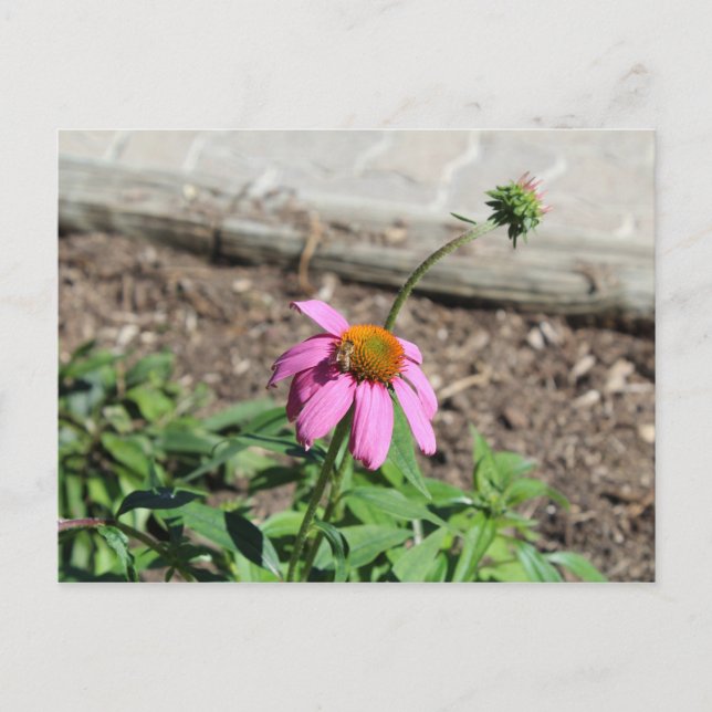 Coneflower Postcard (Front)