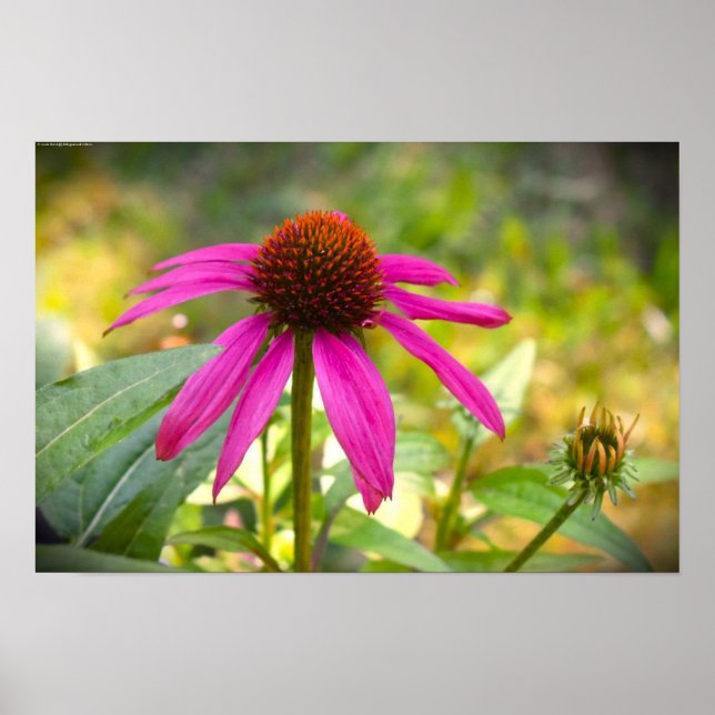 Coneflower Poster (Front)