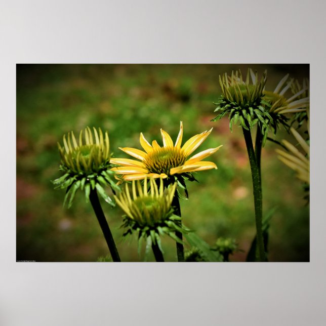 Coneflower, Poster (Front)