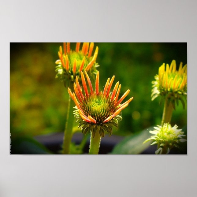 Coneflower, Poster (Front)