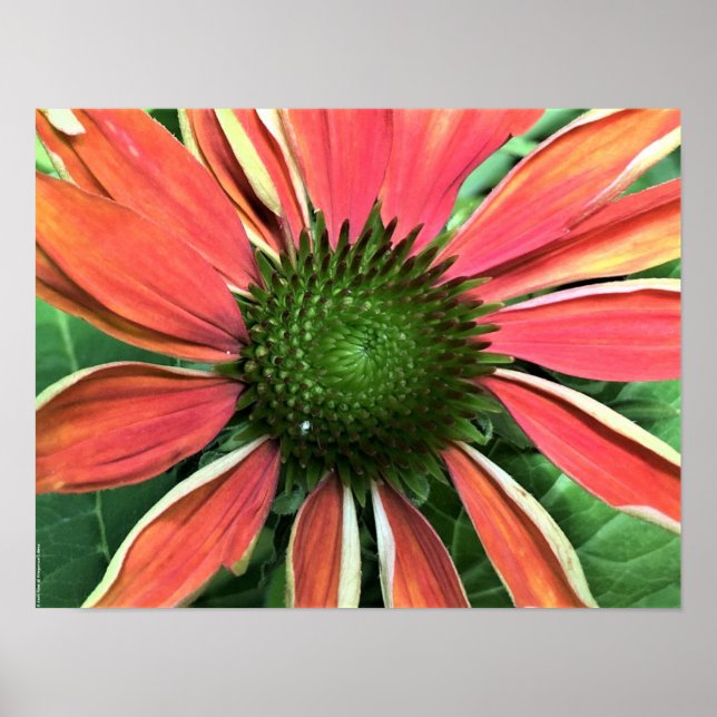 Coneflower, Poster (Front)