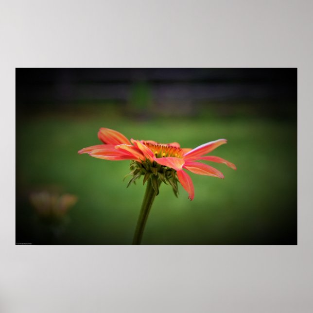 Coneflower, Poster (Front)