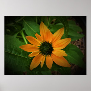 Coneflower, Poster