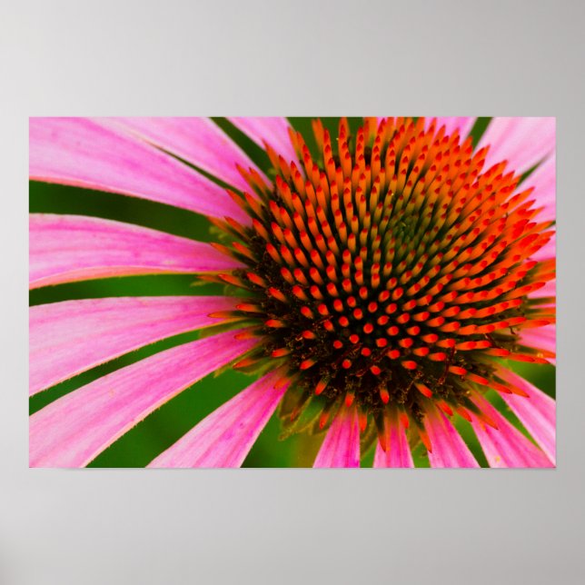 Coneflower Poster (Front)