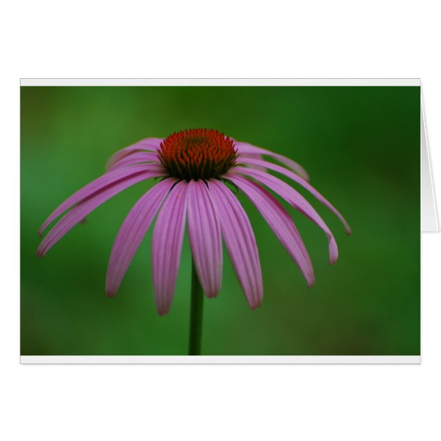 Coneflower pourpre (Devant horizontal)