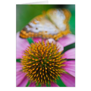 Coneflower pourpre