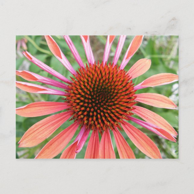 Coneflower/Rudbeckia Flower Postcards (Front)