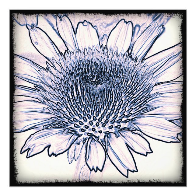Coneflower Sketch Photo Print (Front)