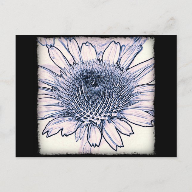 Coneflower Sketch Postcard (Front)