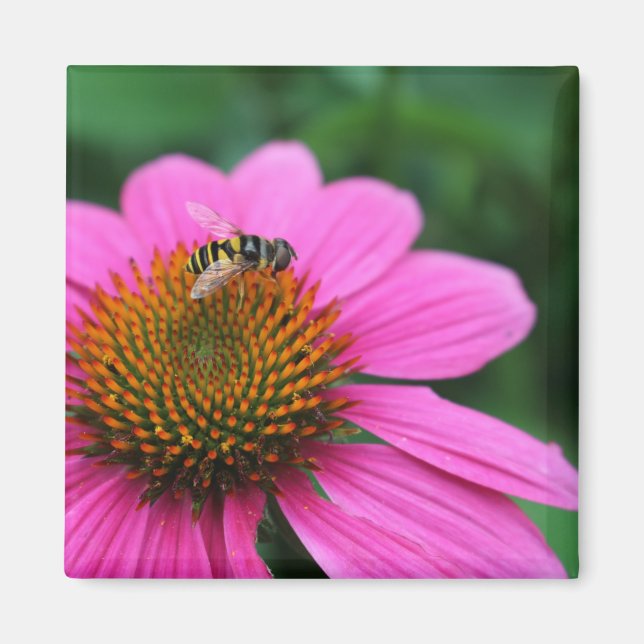 Coneflower with Bee magnet (Front)