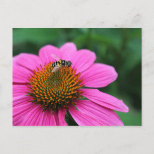 Coneflower with Bee postcard
