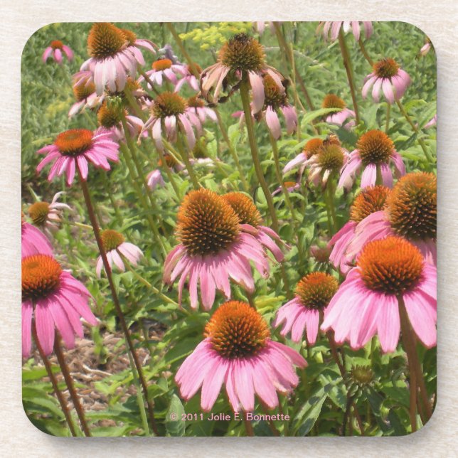 Coneflowers Cork Coaster (Front)