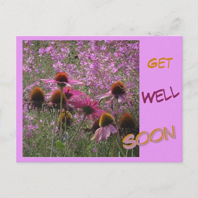 Coneflowers Cust. Text Get Well Soon Postcard (Front)