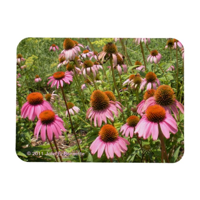 Coneflowers Flexi Magnet (Horizontal)