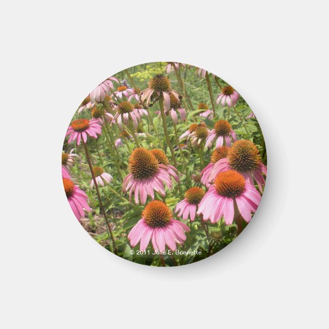 Coneflowers Magnet (Front)