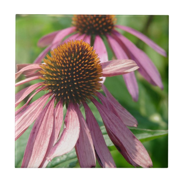 Coneflowers Tile (Front)