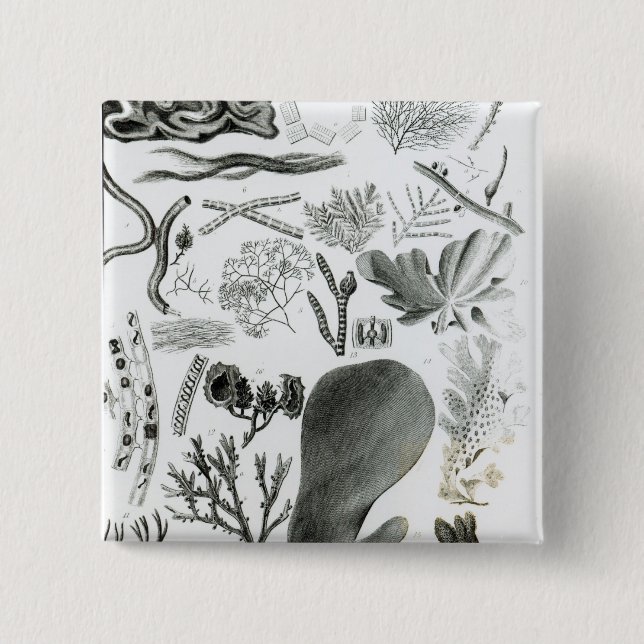 Conferra Fucus 2 Inch Square Button (Front)