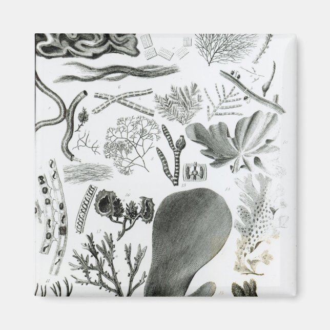 Conferra Fucus Magnet (Front)