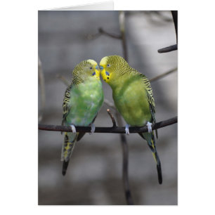Confortablement paires de perruches