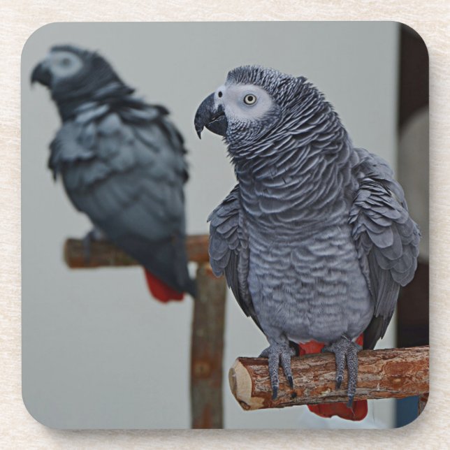 Congo African Grey Parrot in Mirror Coaster (Front)