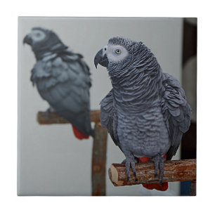 Congo African Grey Parrot in Mirror Tile