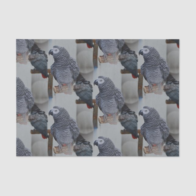 Congo African Grey Parrot in Mirror Tissue Paper (Front)