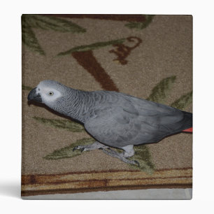 Congo African Grey Parrot on Floor Binder