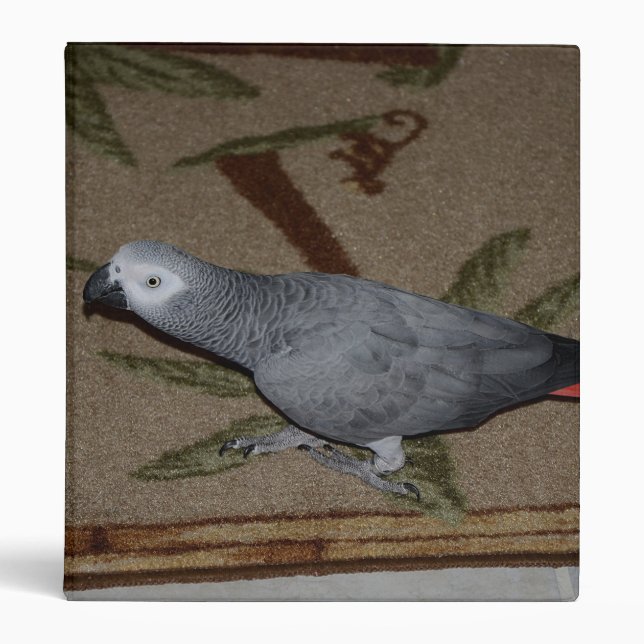 Congo African Grey Parrot on Floor Binder (Front)