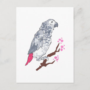 CONGO AFRICAN GREY PARROT POSTCARD